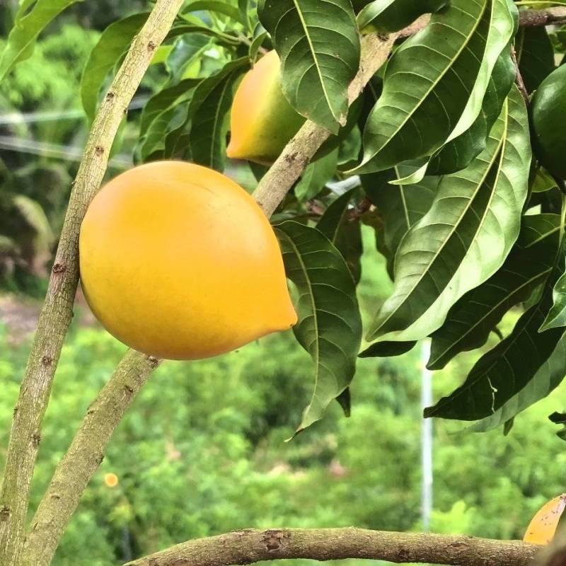 黄晶果