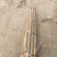 山西精品铁棍山药大量供应一手货源品质保证全国发货