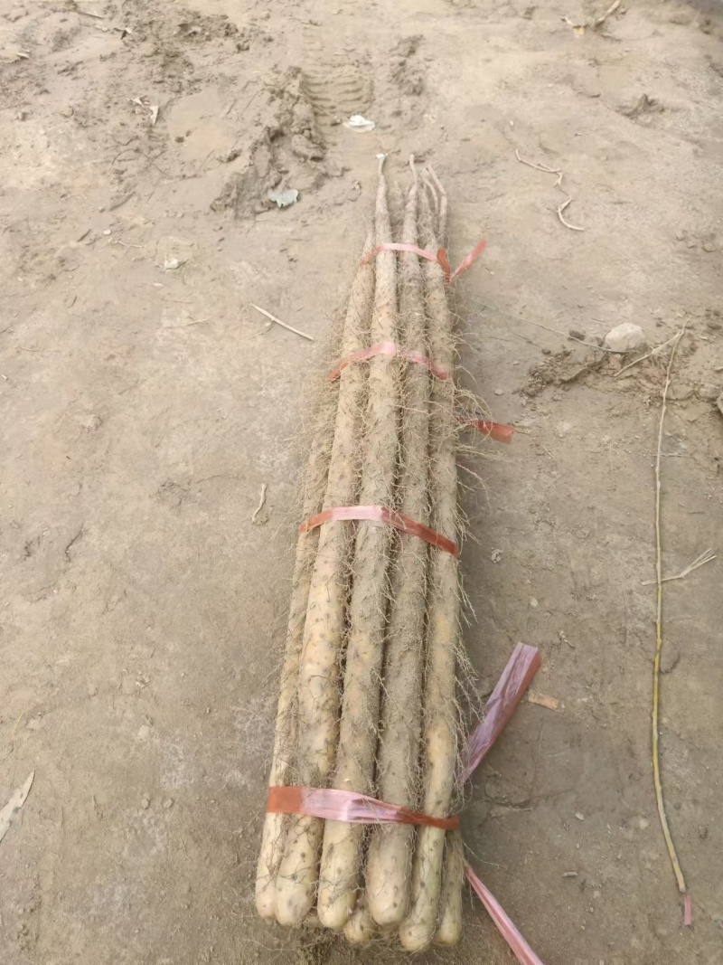 山西精品铁棍山药大量供应一手货源品质保证全国发货
