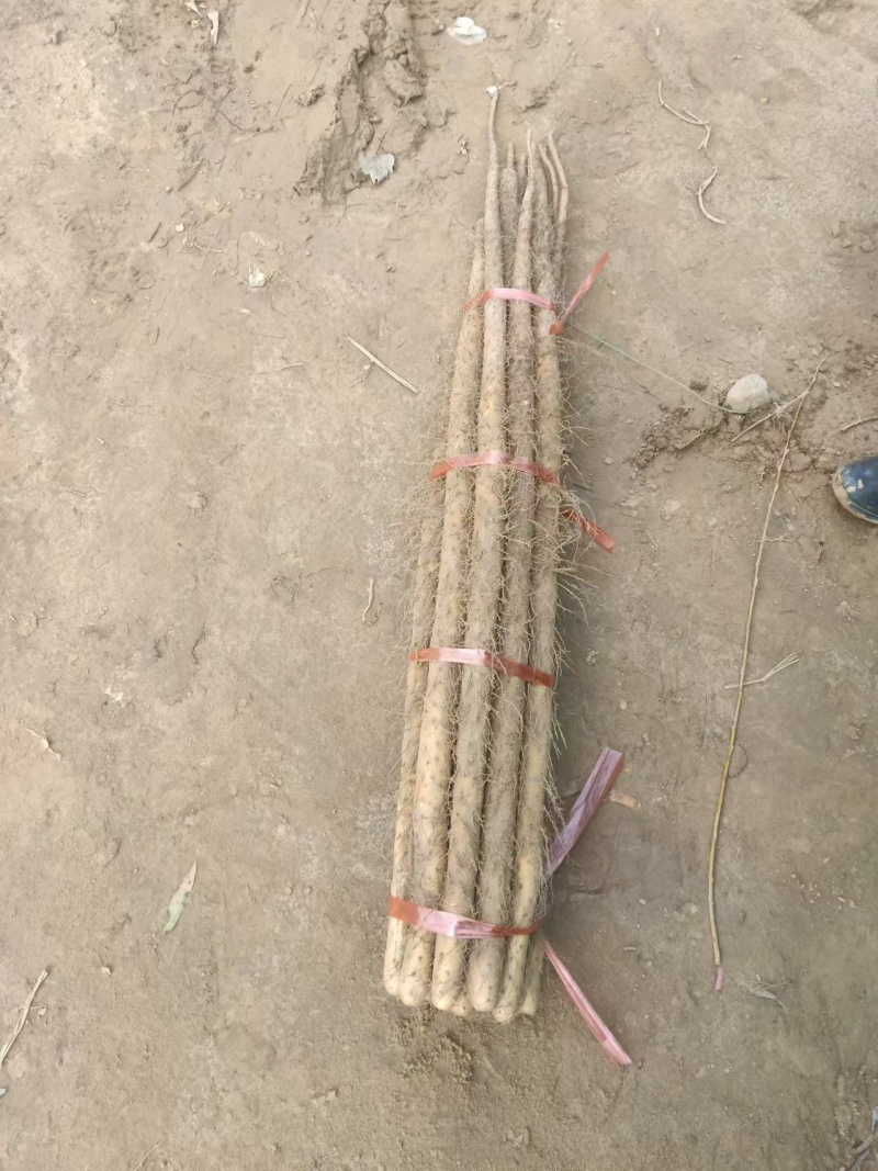 山西精品铁棍山药大量供应一手货源品质保证全国发货