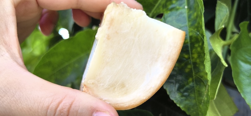 黄晶果