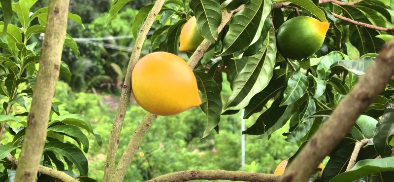 黄晶果