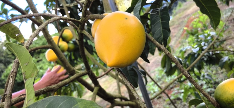 黄晶果