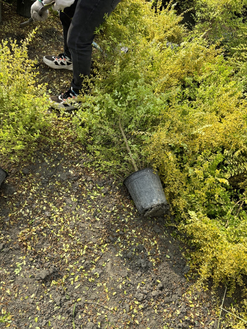 贵州亮晶女贞基地贵州苗木基地供应各类规格亮晶女贞基地