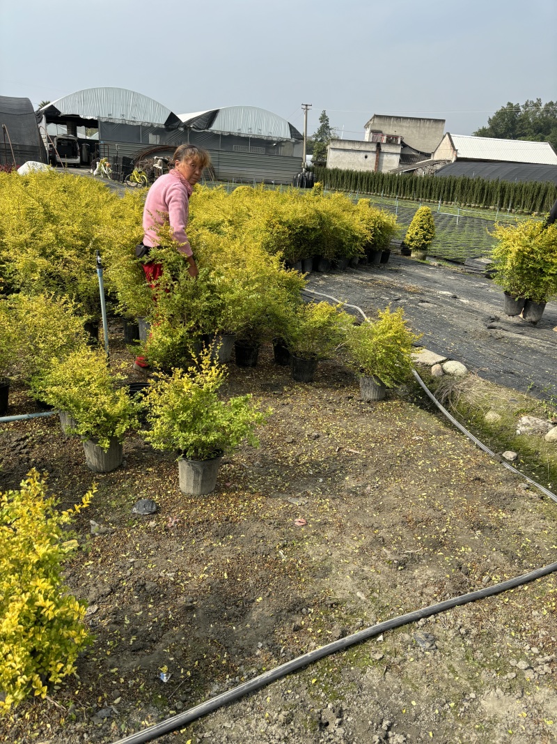 重庆亮晶女贞基地重庆苗木基地供应各类规格亮晶女贞基地