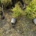 重庆亮晶女贞基地重庆苗木基地供应各类规格亮晶女贞基地