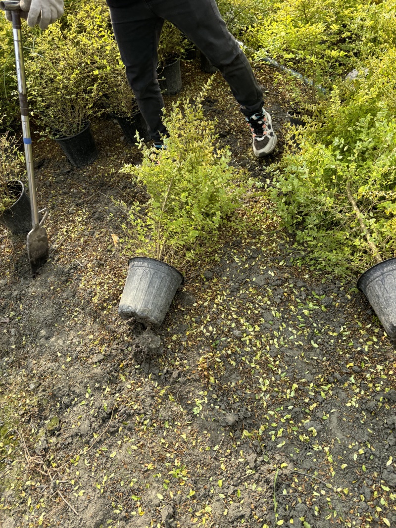 重庆亮晶女贞基地重庆苗木基地供应各类规格亮晶女贞基地