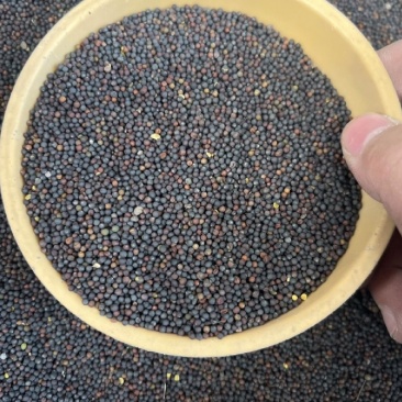 油菜籽厂家现货油菜籽高油油菜籽新菜籽