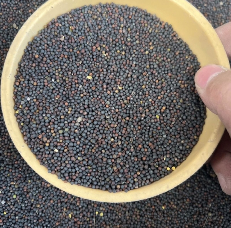 油菜籽厂家现货油菜籽高油油菜籽新菜籽