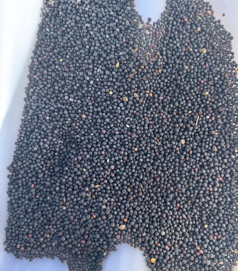 油菜籽厂家现货油菜籽高油油菜籽新菜籽