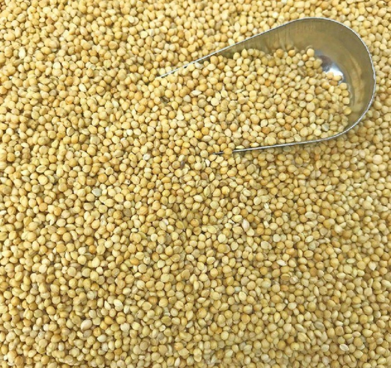 油菜籽厂家现货油菜籽高油油菜籽新菜籽