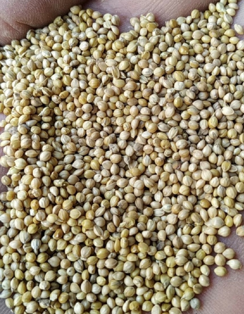 油菜籽厂家现货油菜籽高油油菜籽新菜籽