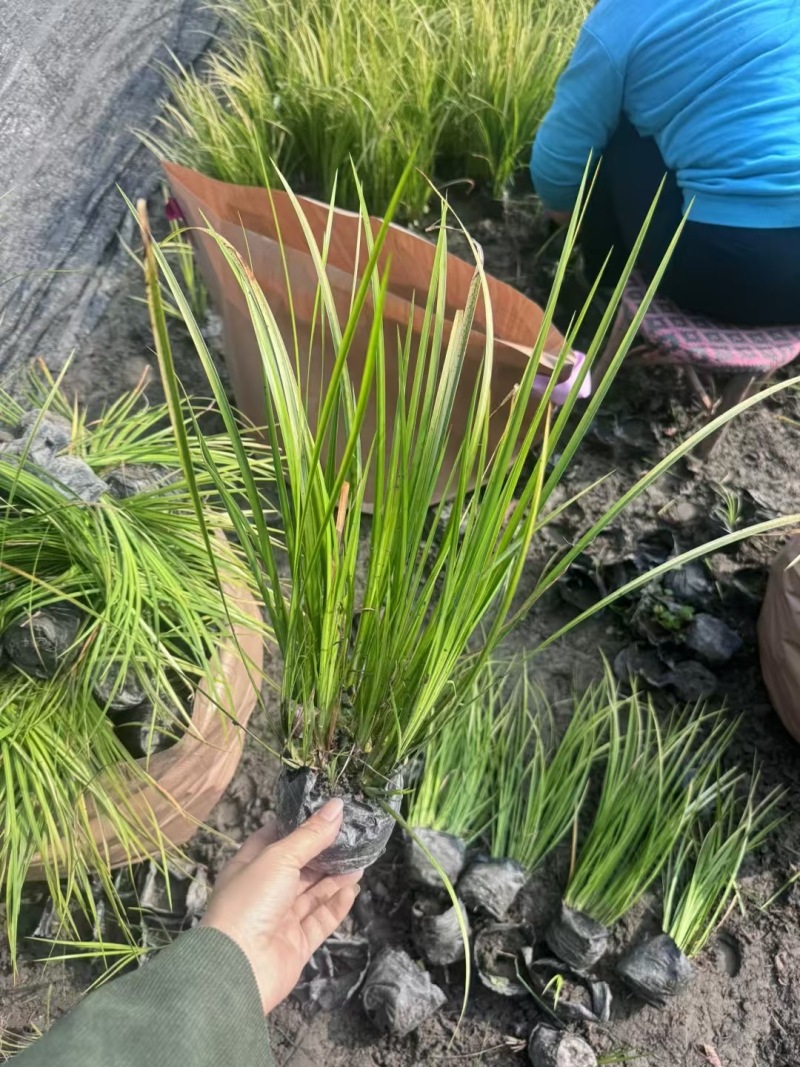 成都金叶石菖蒲批发成都苗木基地供应各类规格金叶石菖蒲