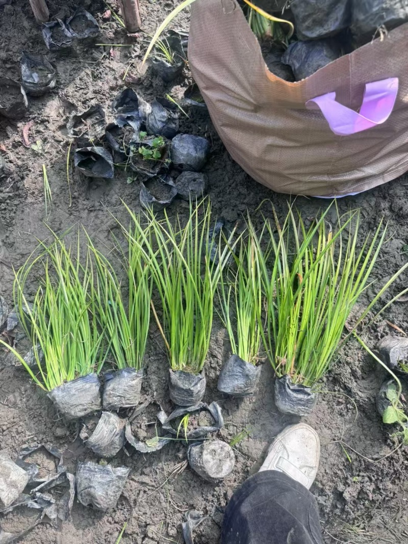 成都金叶石菖蒲批发成都苗木基地供应各类规格金叶石菖蒲