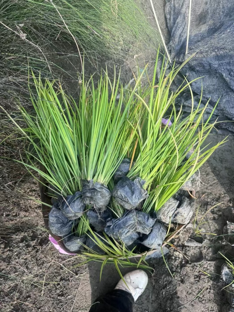 成都金叶石菖蒲批发成都苗木基地供应各类规格金叶石菖蒲