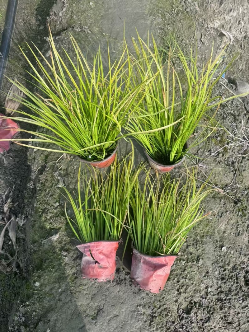成都金叶石菖蒲批发成都苗木基地供应各类规格金叶石菖蒲