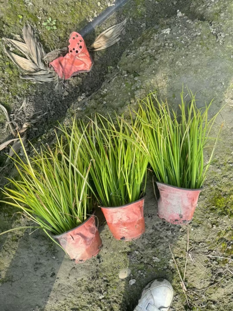 贵州金叶石菖蒲批发贵州苗木基地供应各类规格金叶石菖蒲