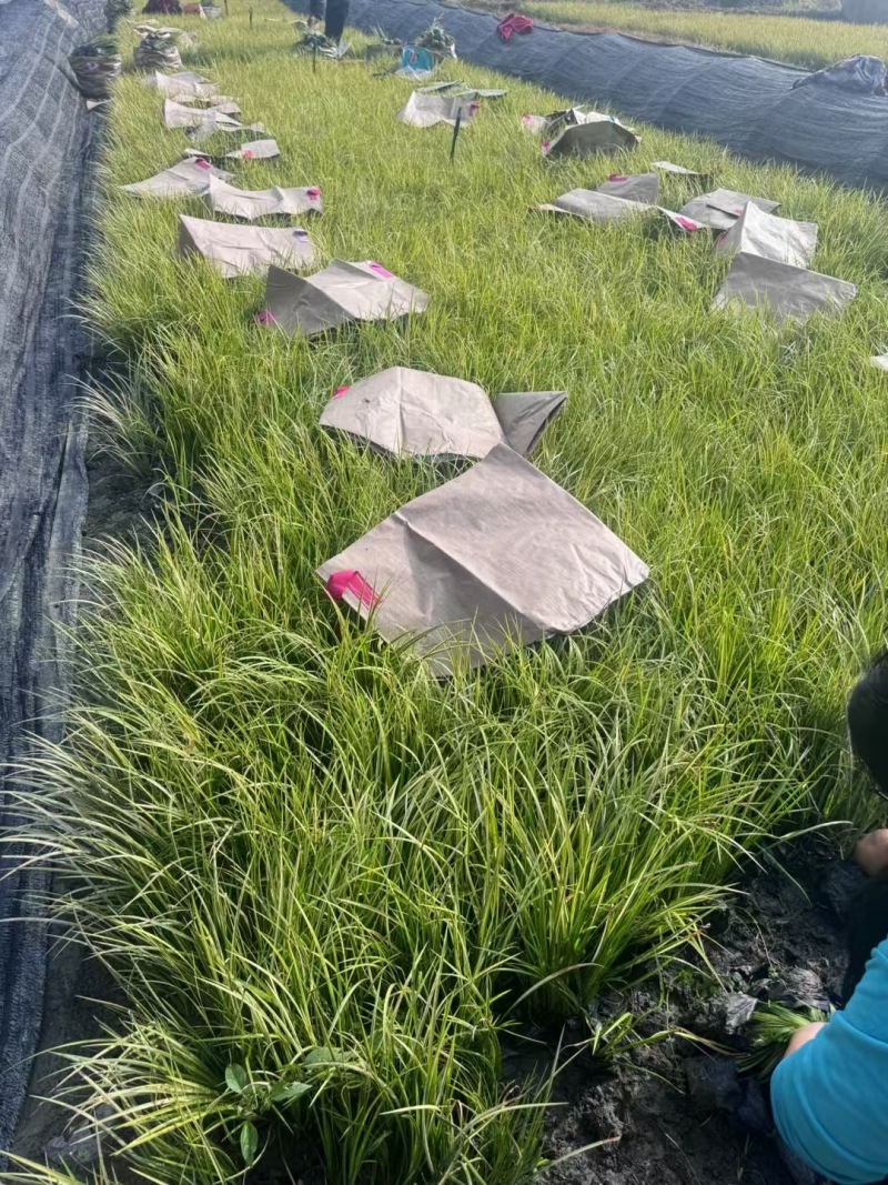 贵州金叶石菖蒲批发贵州苗木基地供应各类规格金叶石菖蒲