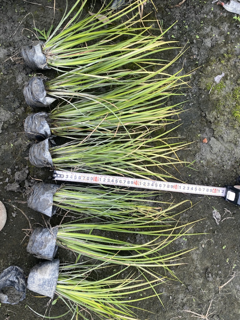 贵州金叶石菖蒲批发贵州苗木基地供应各类规格金叶石菖蒲
