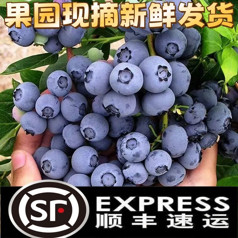 【顺丰包邮】蓝莓新鲜特级蓝莓应季水果现摘孕妇宝宝