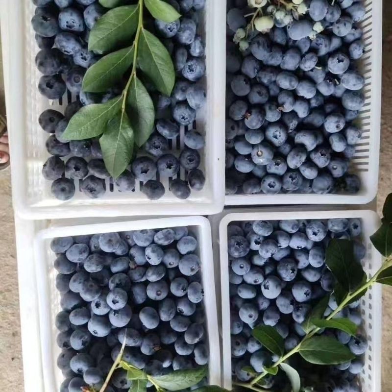 【顺丰包邮】蓝莓新鲜特级蓝莓应季水果现摘孕妇宝宝