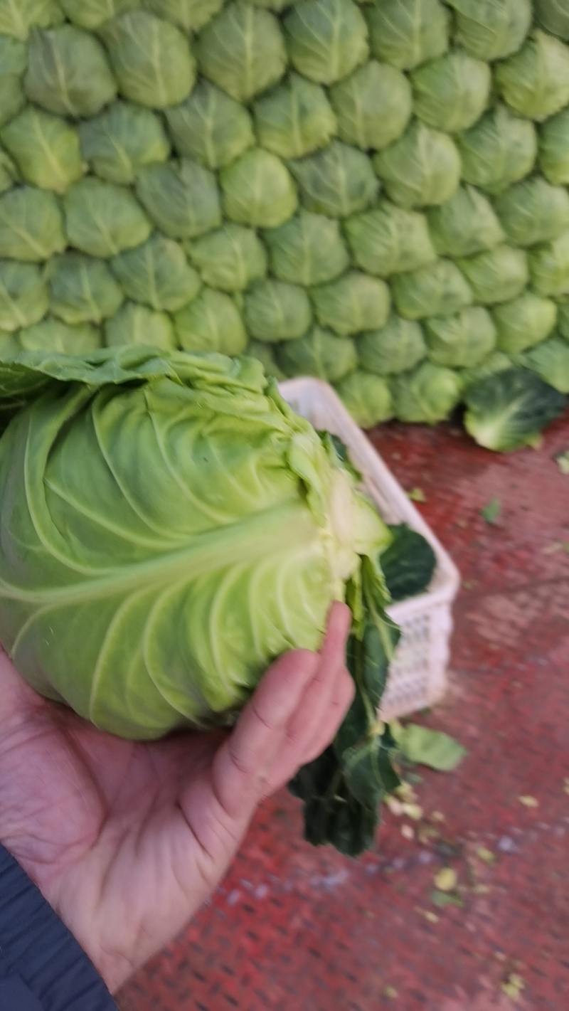 优质全绿甘蓝，基地供应，大量有货。