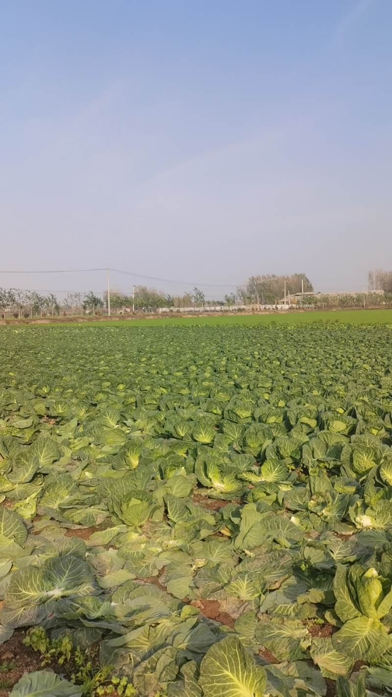 优质全绿甘蓝，基地供应，大量有货。