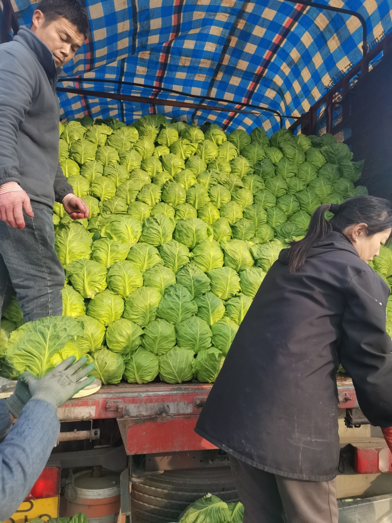 优质全绿甘蓝，基地供应，大量有货。