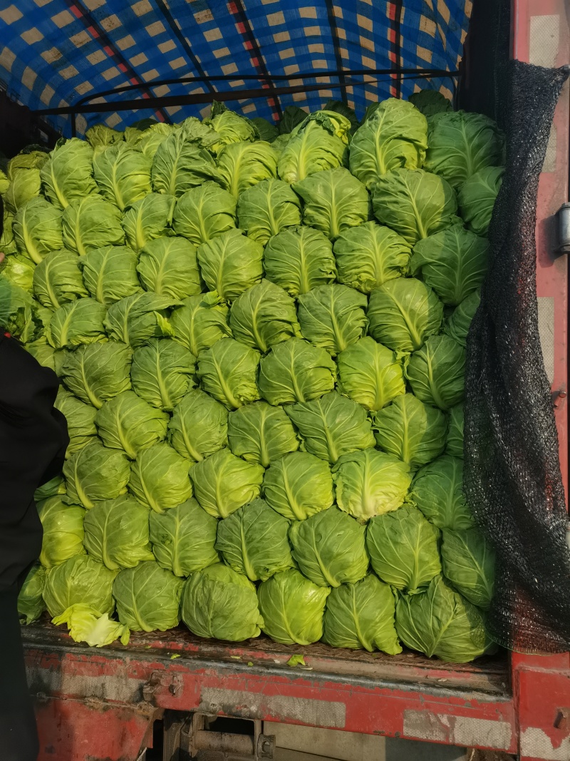 优质全绿甘蓝，基地供应，大量有货。