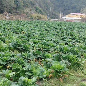 青口白菜