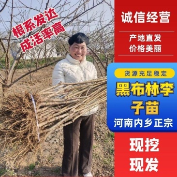 【产地源头】河南内乡正宗黑布林李子苗一件代发供应全国