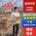 【产地源头】河南内乡正宗黑布林李子苗一件代发供应全国