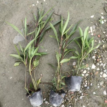 成都翠芦莉批发成都苗木基地供应各类规格翠芦莉基地