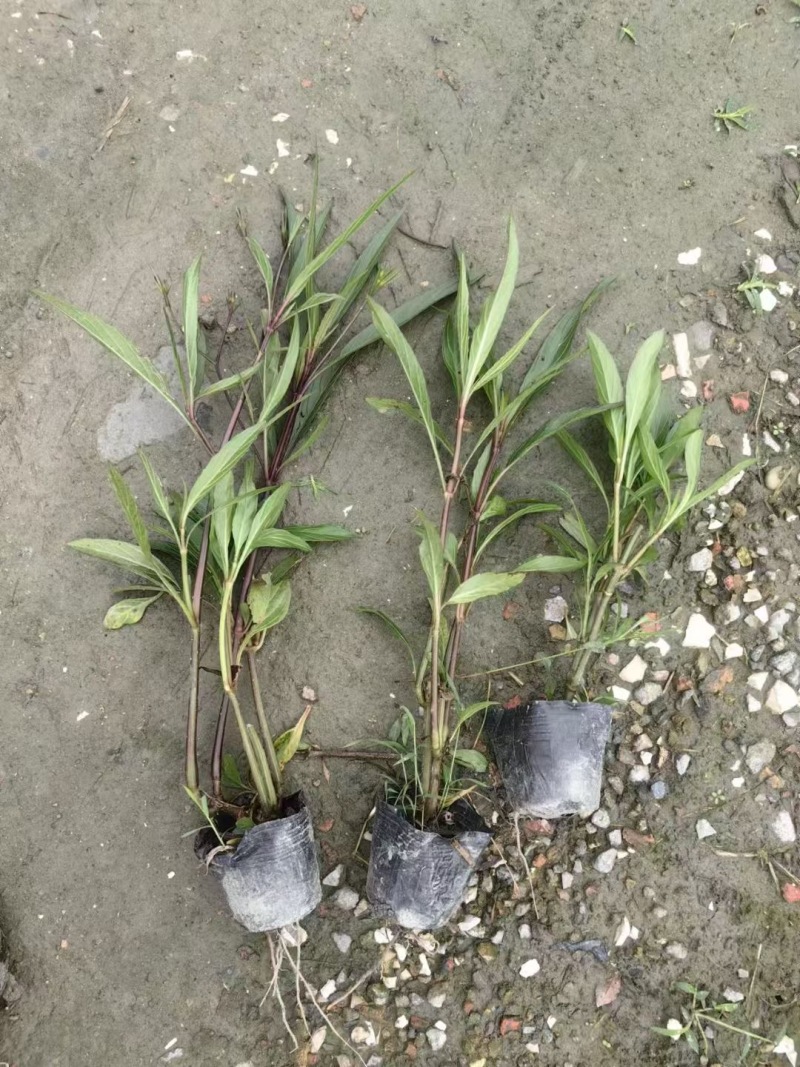 成都翠芦莉批发成都苗木基地供应各类规格翠芦莉基地