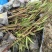 成都翠芦莉批发成都苗木基地供应各类规格翠芦莉基地