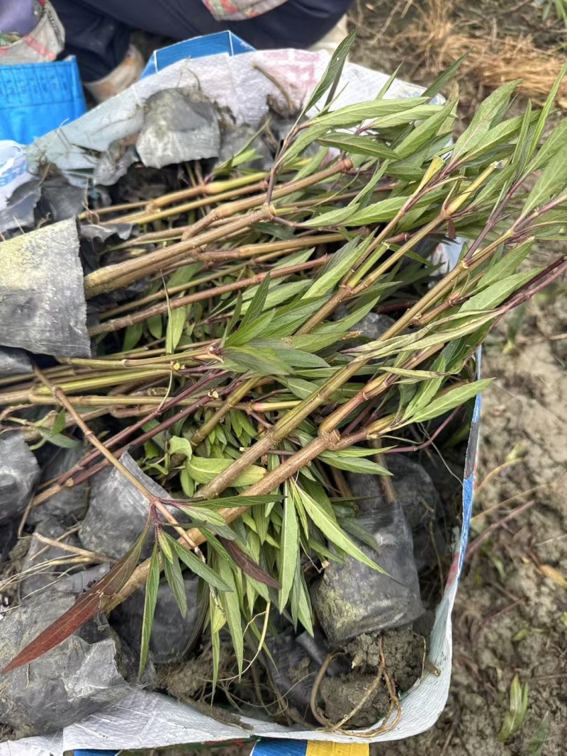 成都翠芦莉批发成都苗木基地供应各类规格翠芦莉基地