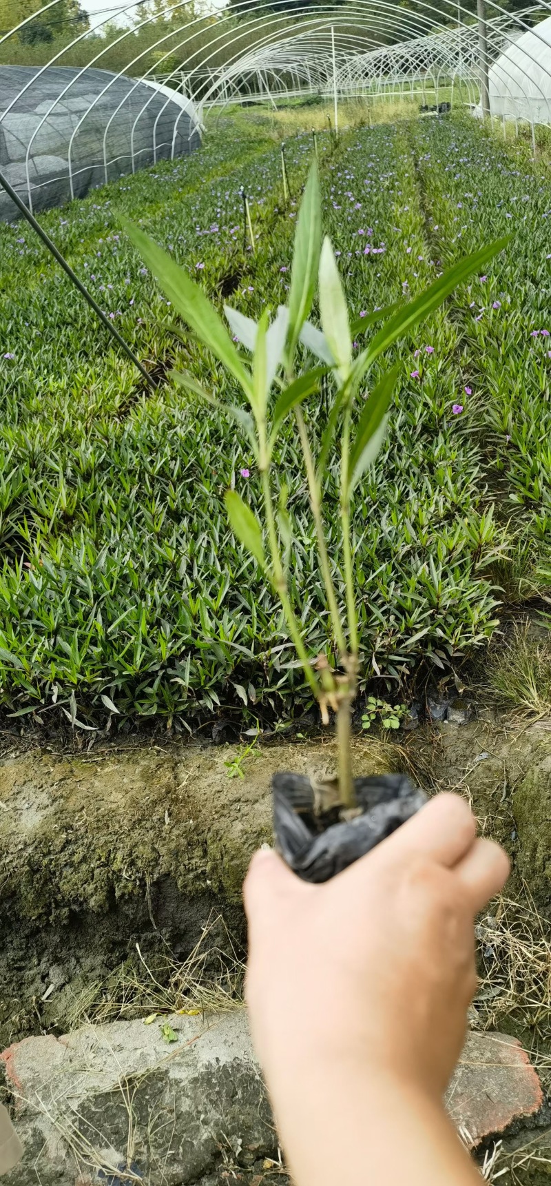 成都翠芦莉批发成都苗木基地供应各类规格翠芦莉基地