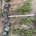 贵州翠芦莉批发贵州苗木基地供应各类规格翠芦莉基地