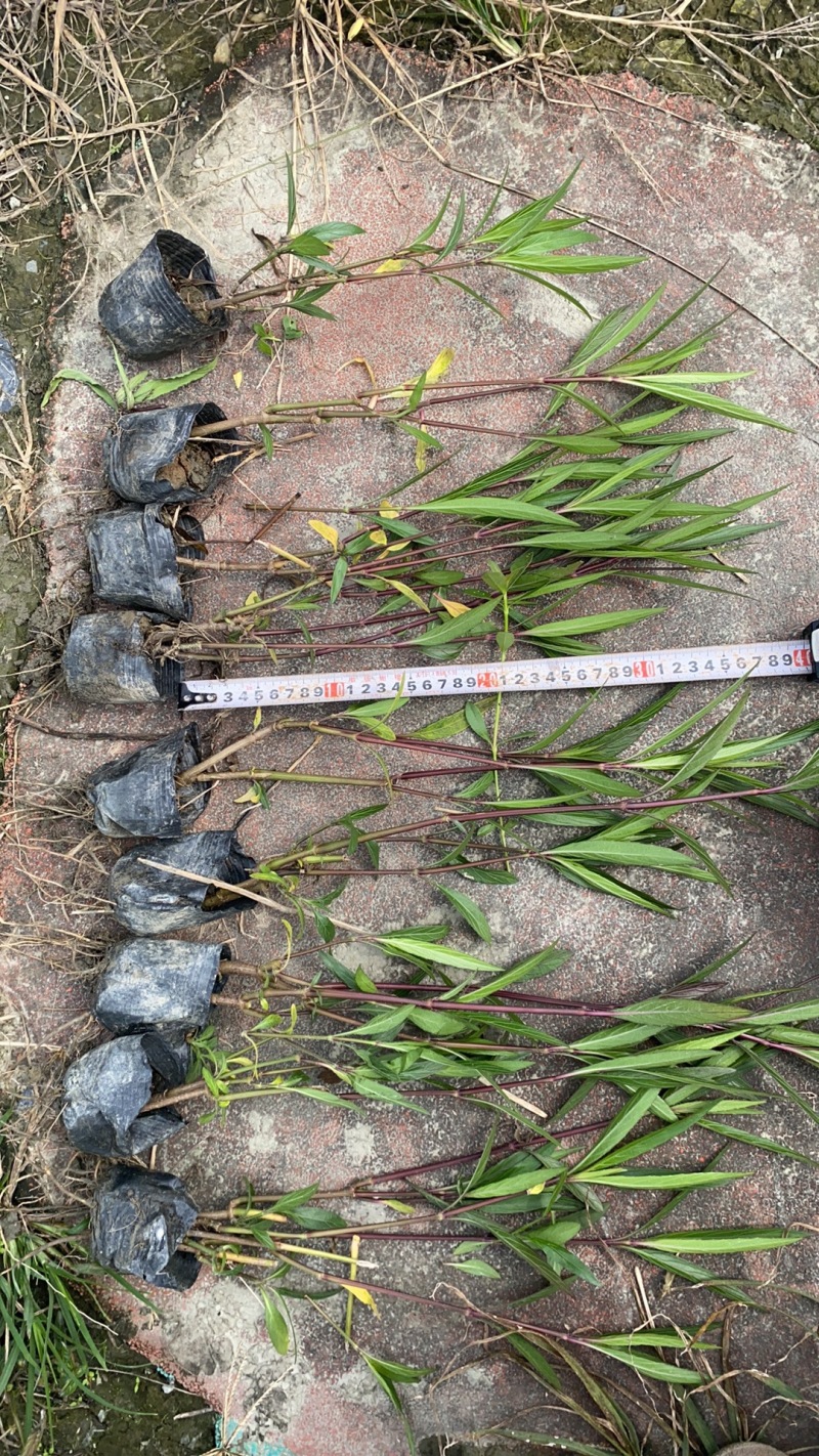 贵州翠芦莉批发贵州苗木基地供应各类规格翠芦莉基地