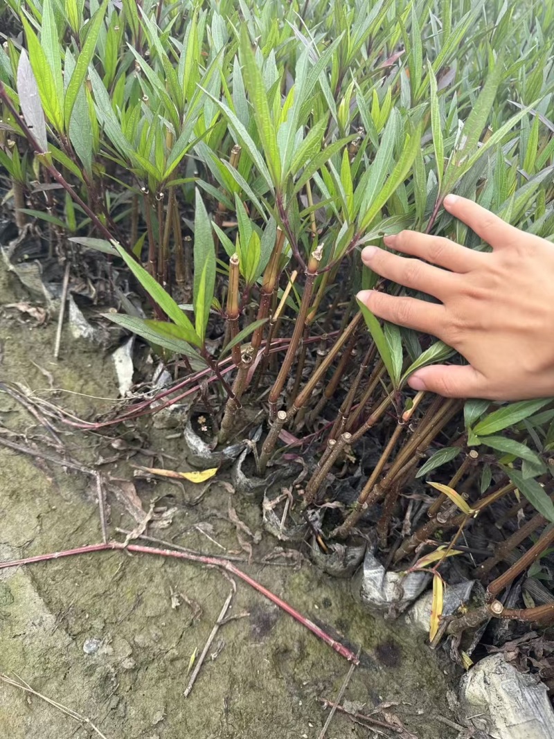 贵州翠芦莉批发贵州苗木基地供应各类规格翠芦莉基地