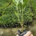 贵州翠芦莉批发贵州苗木基地供应各类规格翠芦莉基地