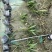 贵州翠芦莉批发贵州苗木基地供应各类规格翠芦莉基地