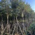 黄花风铃木米径10-12公分产地直销