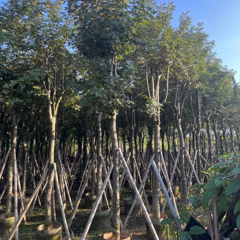 黄花风铃木米径10-12公分产地直销