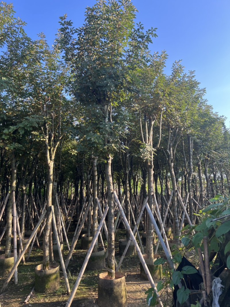 黄花风铃木米径10-12公分产地直销