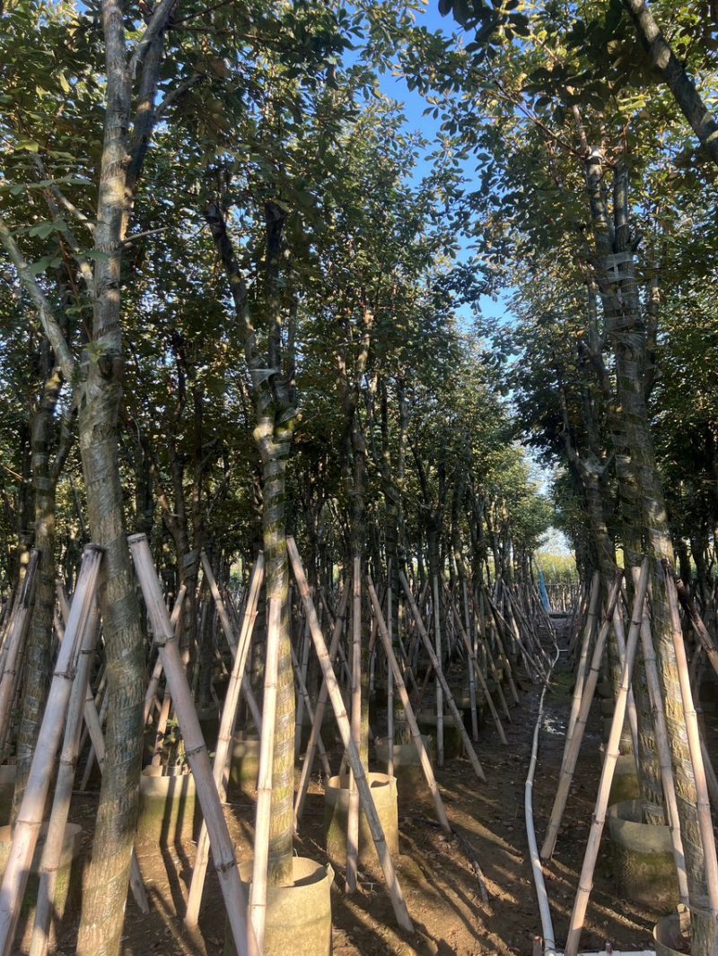 黄花风铃木米径10-12公分产地直销
