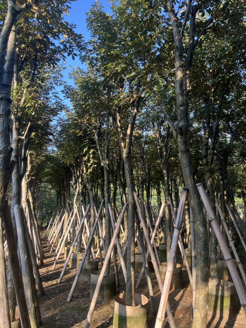 黄花风铃木米径10-12公分产地直销