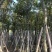 黄花风铃木米径10-12公分产地直销