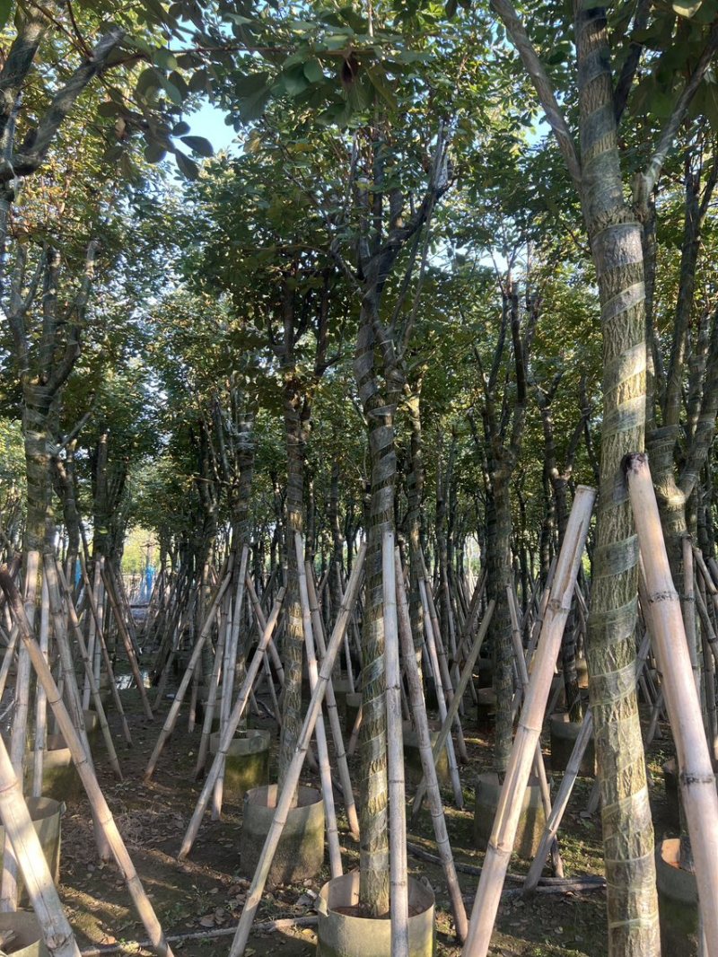 黄花风铃木米径10-12公分产地直销