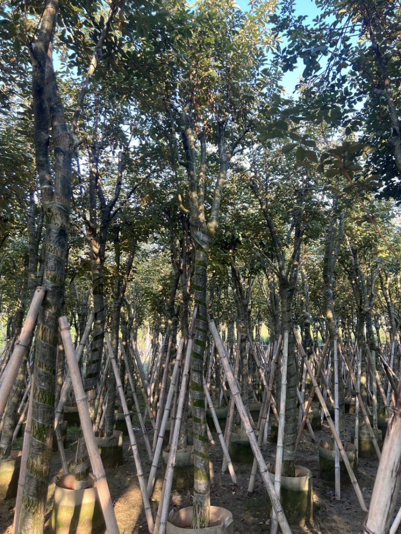 黄花风铃木米径10-12公分产地直销